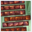 35mm negative strips scanned to DVD in Norwich, Norfolk